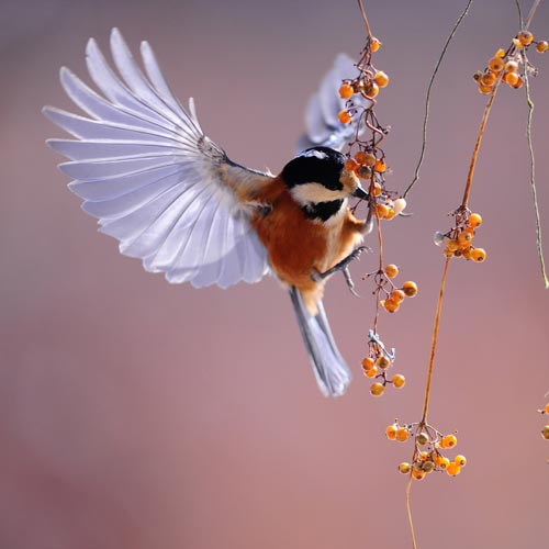 Protection de la nature